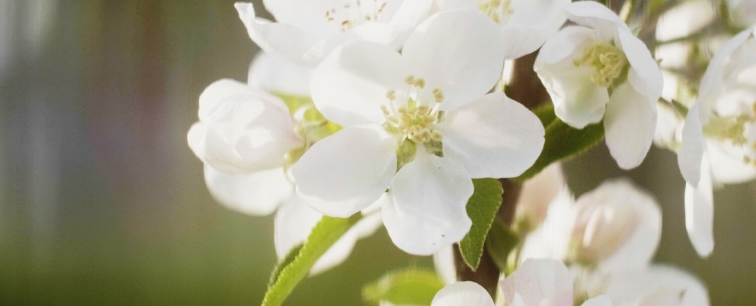 White flowers
