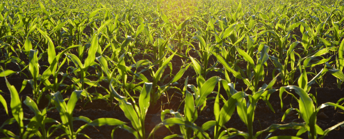 field of green plants